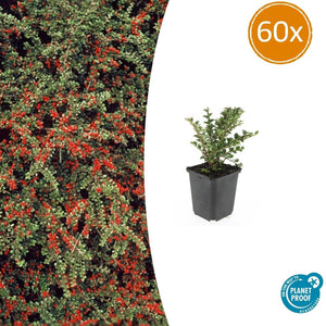 Livraison plante Cotonéaster horizontal