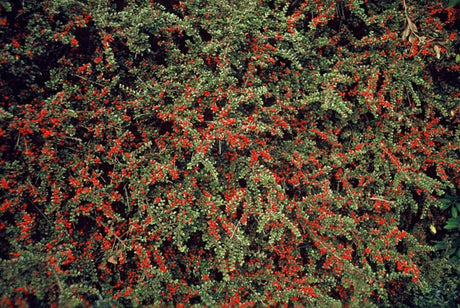 Livraison plante Cotonéaster horizontal