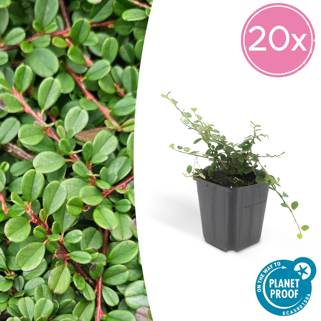 Livraison plante Cotoneaster Streib's Findling