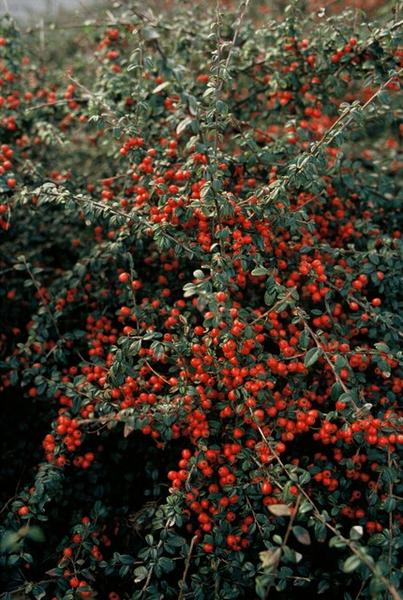 Livraison plante Cotoneaster suecicus Coral Beauty