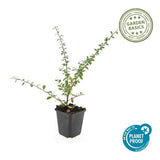 Livraison plante Cotoneaster suecicus Coral Beauty