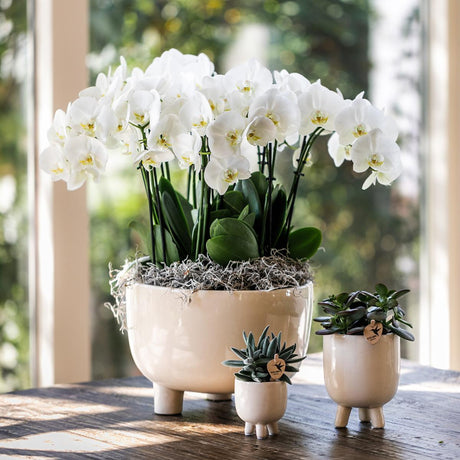 Livraison plante Coupelle Gummy avec 3 orchidées blanches et réservoir d'eau