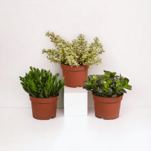 Livraison plante Crassula, box de 3 plantes h21cm