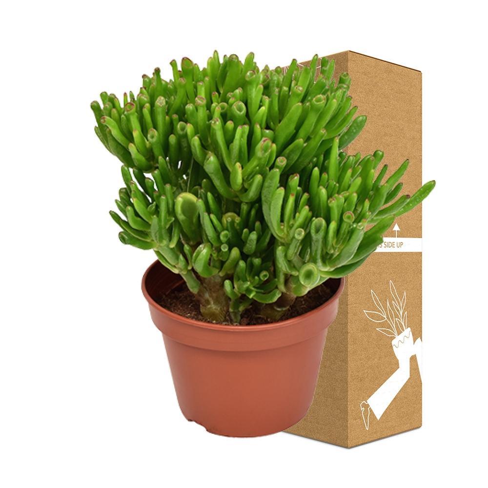 Livraison plante Crassula Ovata Hobbit h21cm - succulente
