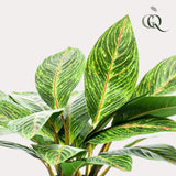 Livraison plante Croton Codiaeum plante artificielle - h38cm, Ø15cm