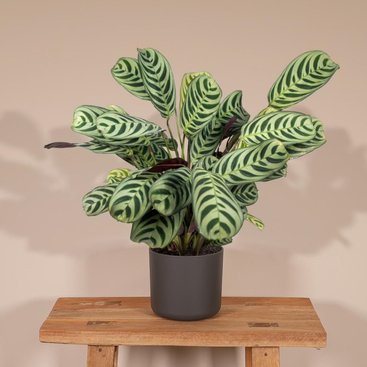 Livraison plante Ctenanthe Lovable - h14cm, Ø14cm - plante d'intérieur