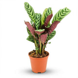 Livraison plante Ctenathe Burle - Marxii