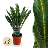 Livraison plante Cycas revoluta