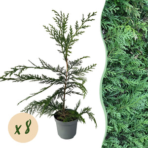 Livraison plante Cyprès de Leylandii – Lot de 8 – Pot 9 cm – Hauteur 35 - 40 cm