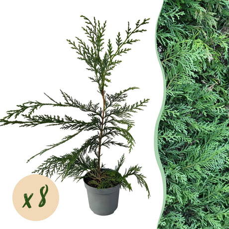 Livraison plante Cyprès de Leylandii – Lot de 8 – Pot 9 cm – Hauteur 35 - 40 cm