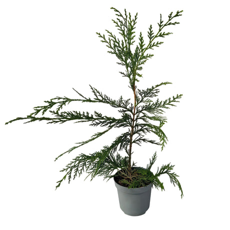 Livraison plante Cyprès de Leylandii – Lot de 8 – Pot 9 cm – Hauteur 35 - 40 cm