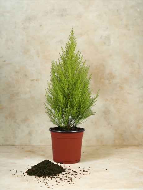 Livraison plante Cyprès wilma d14cm h45cm