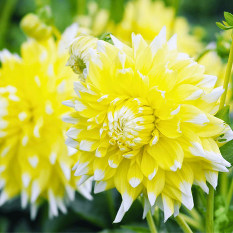 Livraison plante Dahlia Bulbes - 2 grandes box de luxe 2 x 6 dahlias hollandais