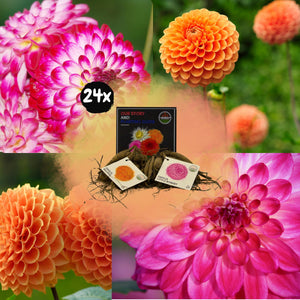 Livraison plante Dahlia Bulbes - Mix Pompon Splash, Dahlia Little Robert & Dahlia Ralphie, 24 pièces
