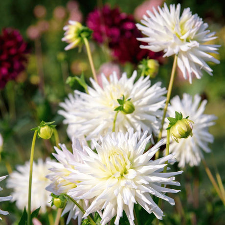 Livraison plante Dahlia Cactus Playa Blanca - coffret de 12 bulbes