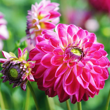 Livraison plante Dahlia - Coffret Mix 12 bulbes Dahlia Hapiness, Little Robert & Heatwave