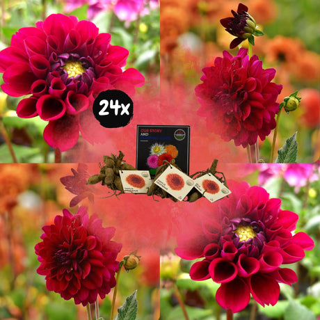 Livraison plante Dahlia Heatwave grandes fleurs rouge foncé - Coffret de 24 bulbes