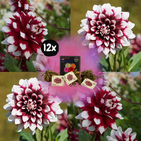 Livraison plante Dahlia Mistery Day grandes fleurs - coffret de 12 bulbes