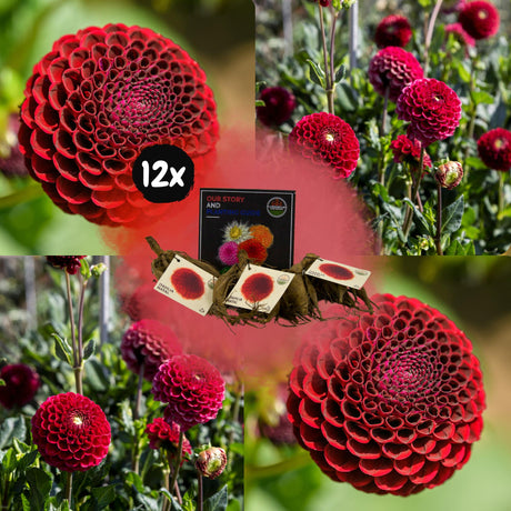 Livraison plante Dahlia Pompom Natal - coffret de 12 bulbes