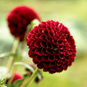 Livraison plante Dahlia Pompom Natal - coffret de 24 bulbes