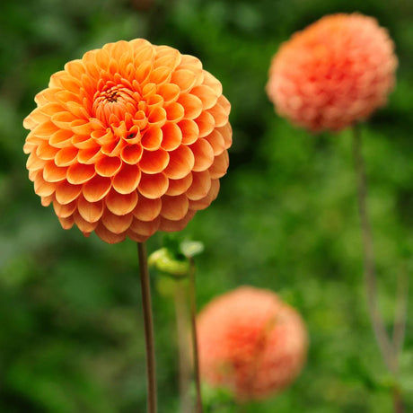 Livraison plante Dahlia Ralphie boule - Coffret de 24 Bulbes