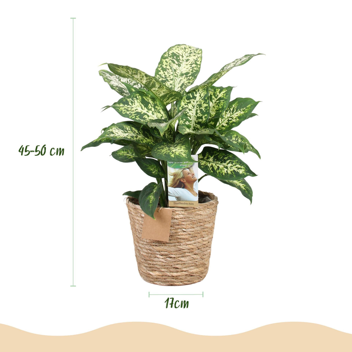 Livraison plante Diefenbachia Compacta et panier H50 cm