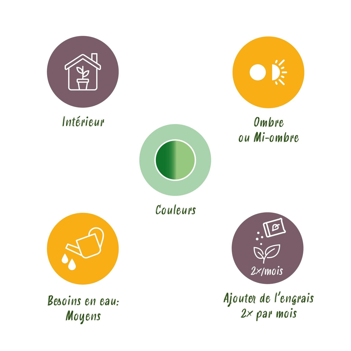 Livraison plante Dieffenbachia Camilla et pot H45 cm