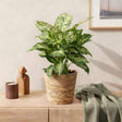 Livraison plante Dieffenbachia Compacta