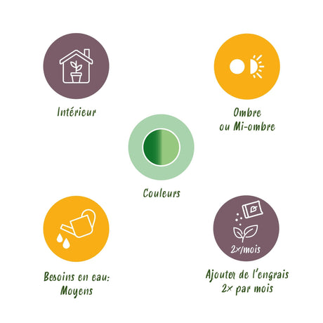 Livraison plante Dieffenbachia Compacta