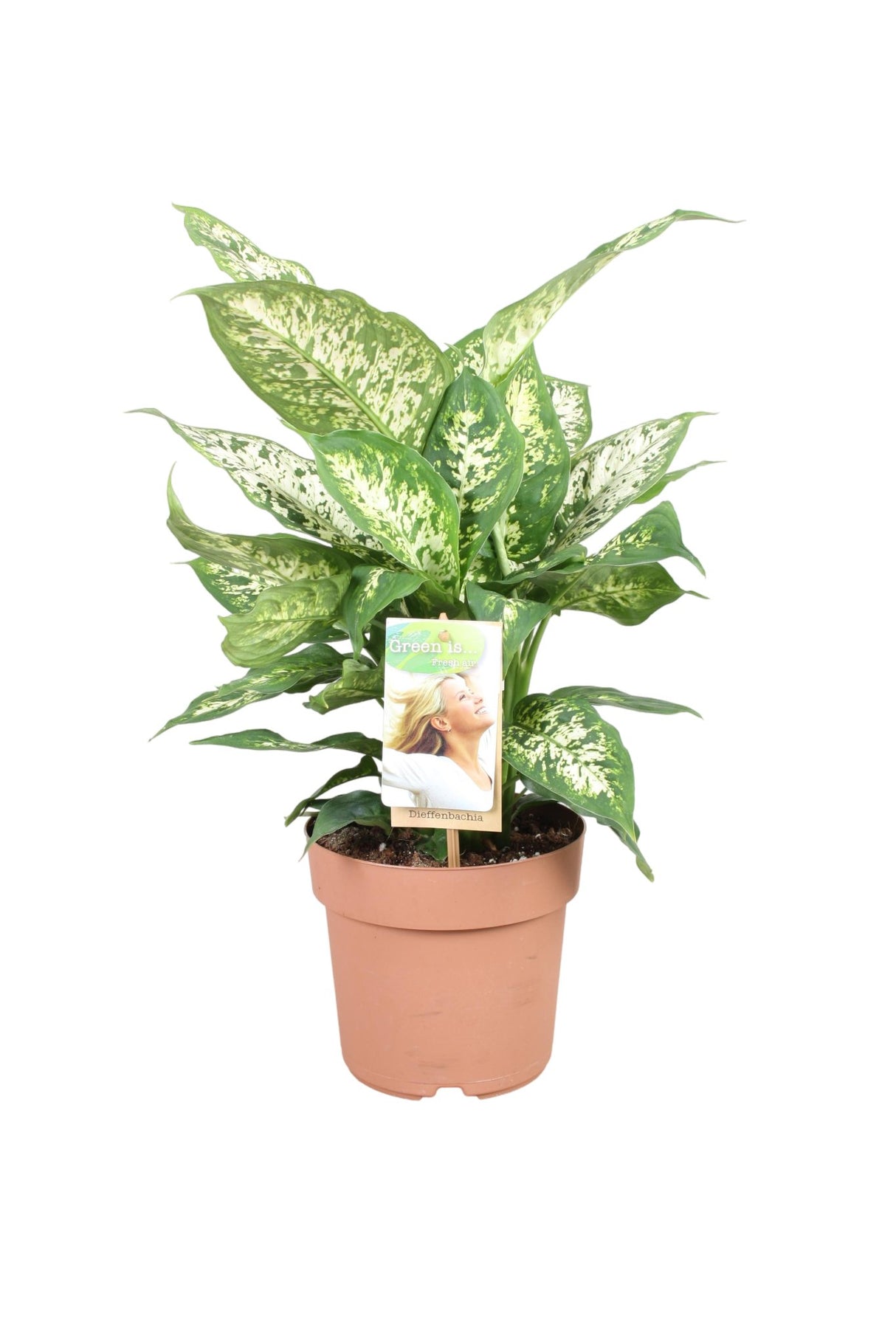 Livraison plante Dieffenbachia 'Compacta'