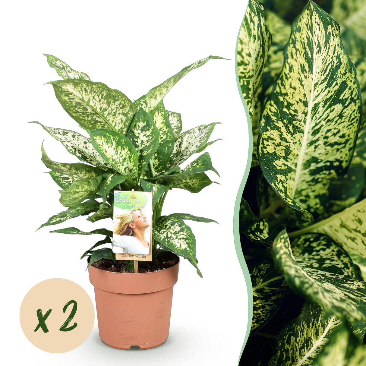 Livraison plante Dieffenbachia Compacta