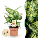 Livraison plante Dieffenbachia Compacta