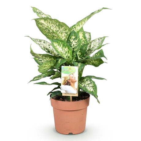Livraison plante Dieffenbachia Compacta