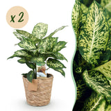 Livraison plante Dieffenbachia Compacta – Lot de 2 – Pot 17 cm