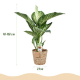 Livraison plante Dieffenbachia Tropic Snow et panier H95 cm