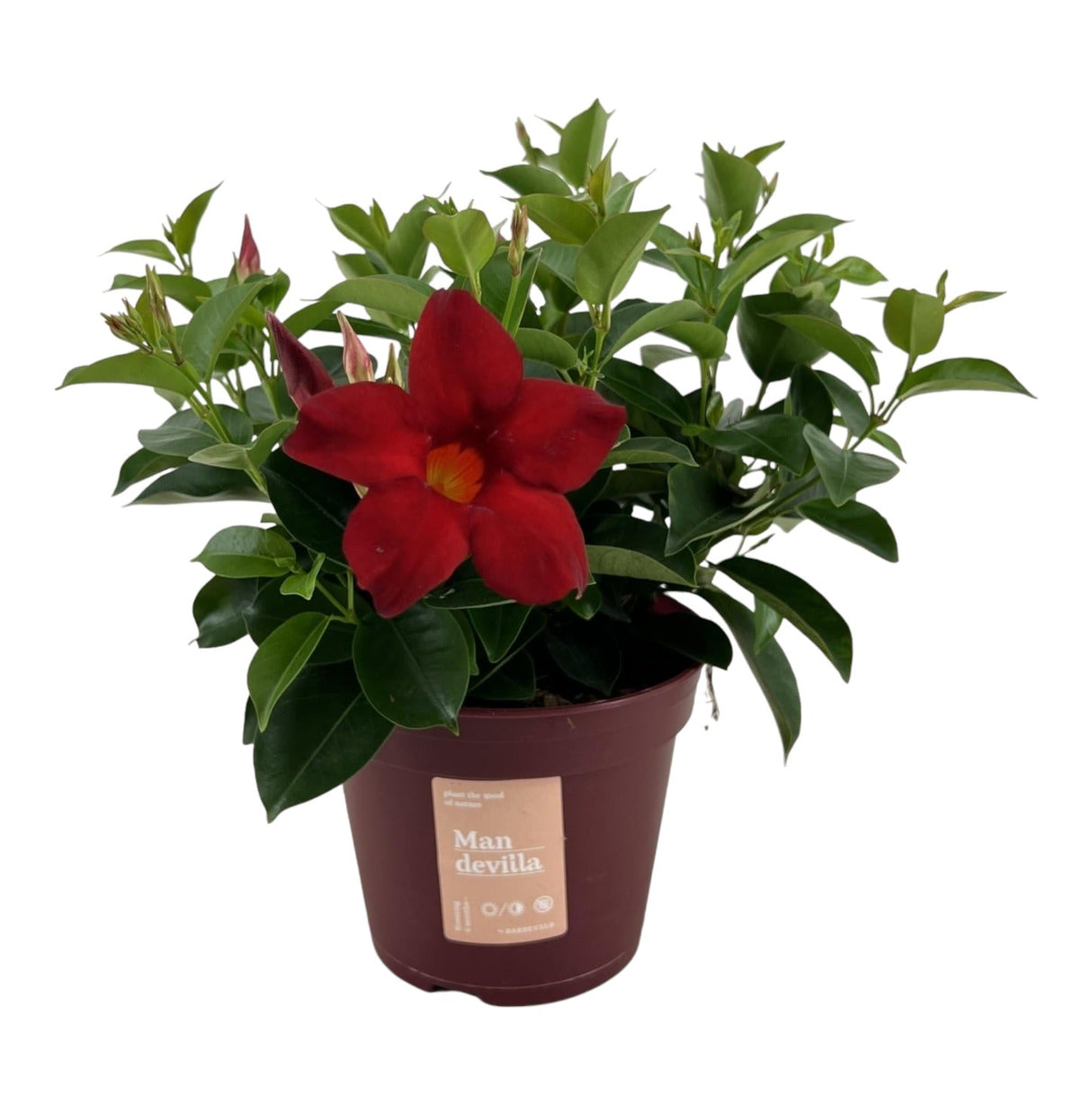 Livraison plante Dipladenia - Mandevilla Zomerville rouge