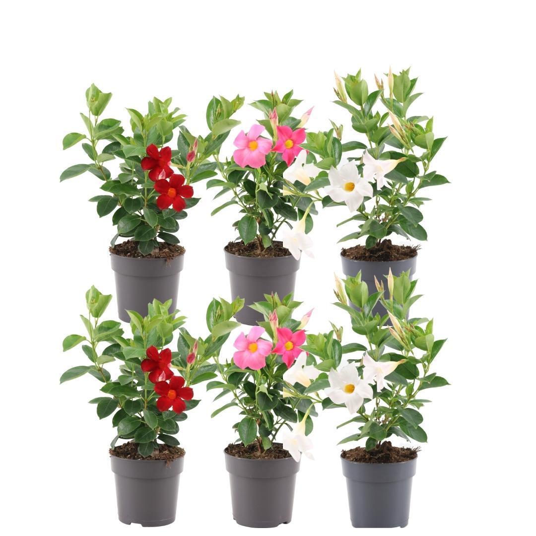 Livraison plante Dipladenia rouge, rose & blanc x 6