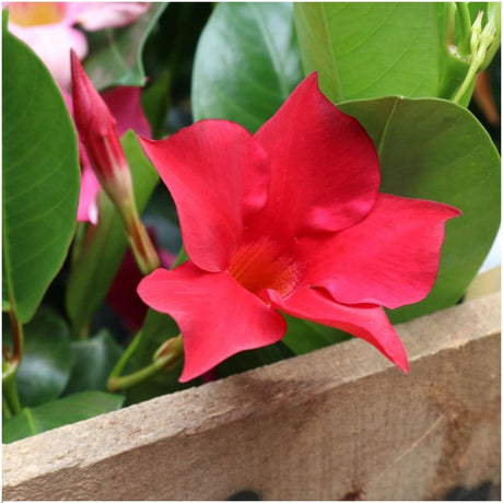 Livraison plante Dipladenia rouge x 6