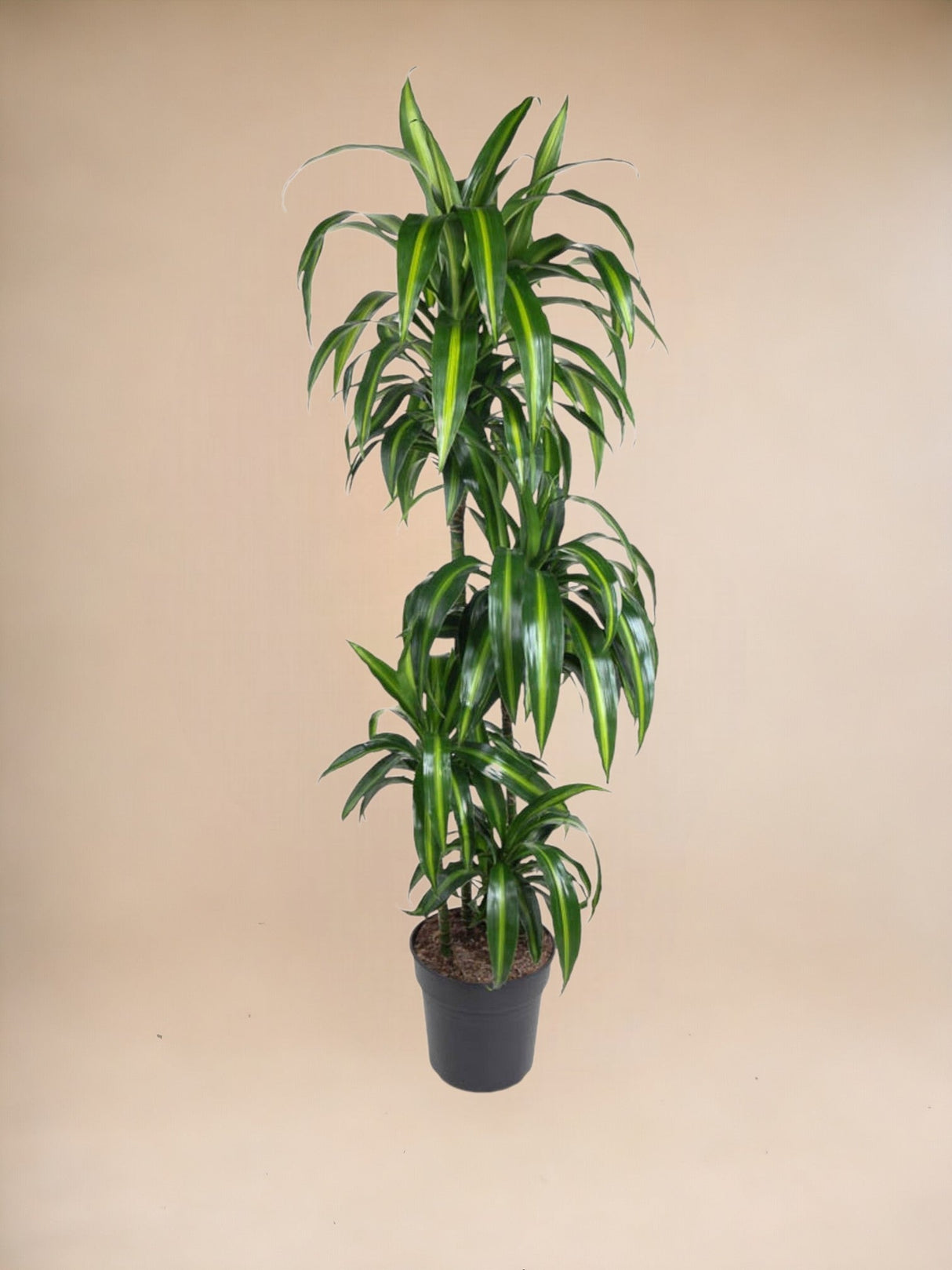 Livraison plante Dracaena Cintho - 150 cm - ø27