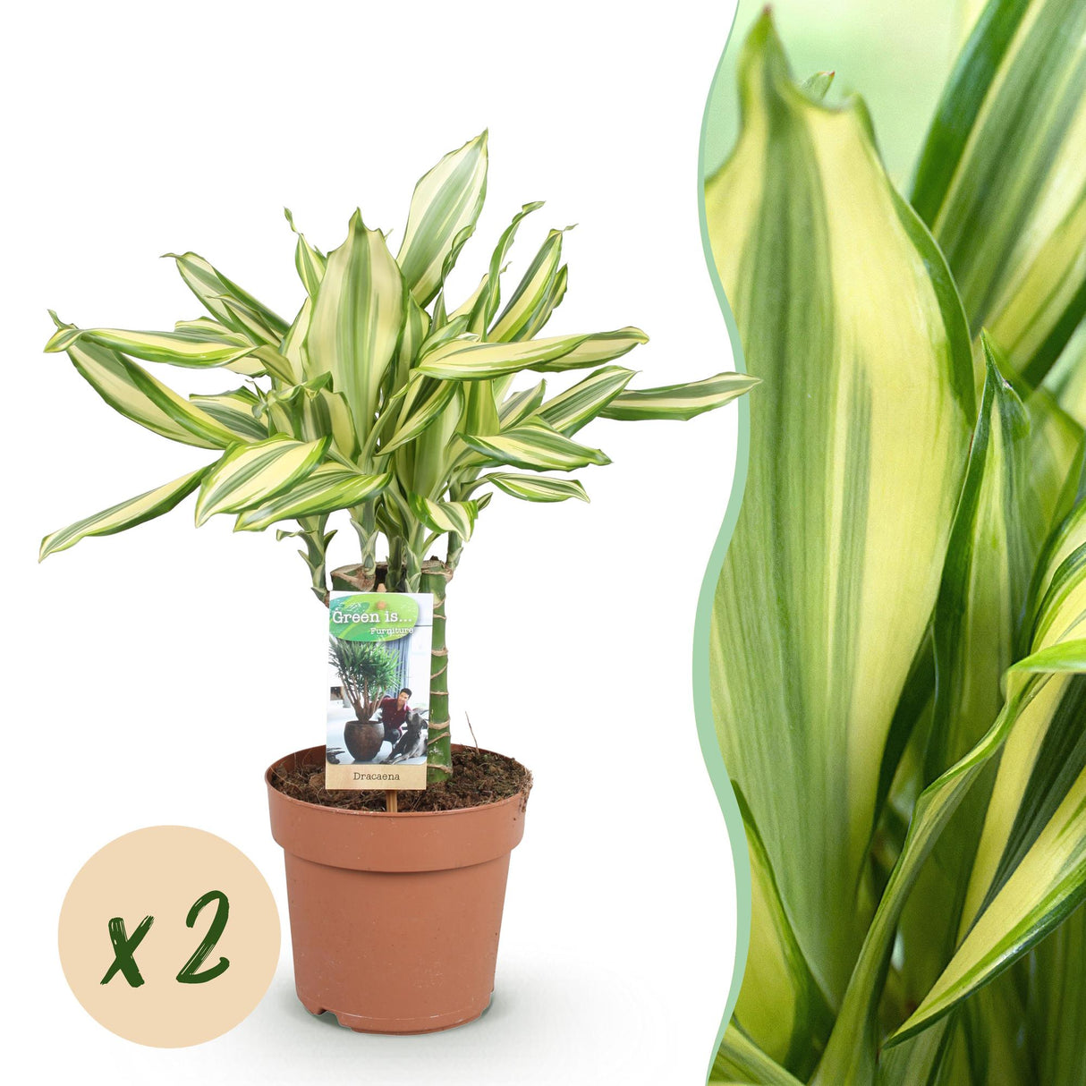 Livraison plante Dracaena Diamond Dream
