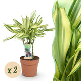 Livraison plante Dracaena Diamond Dream
