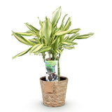 Livraison plante Dracaena Diamond Dream et panier H50 cm