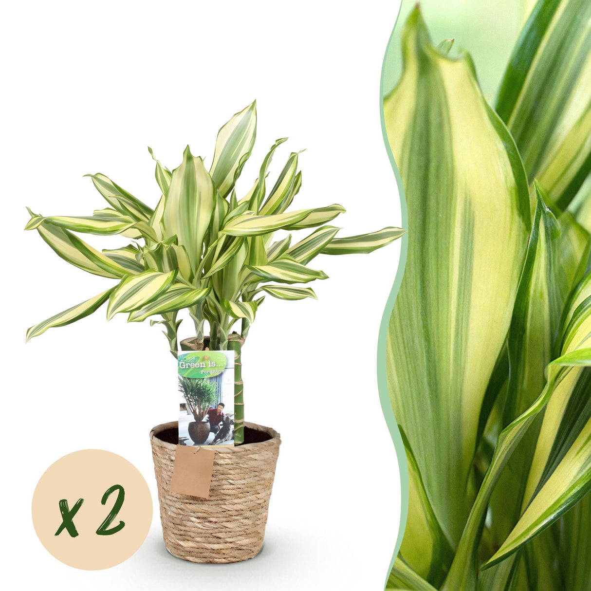 Livraison plante Dracaena fragrans Diamond Dream – Lot de 2 – Pot 17 cm