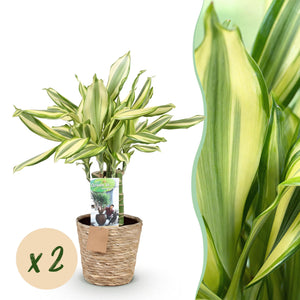 Livraison plante Dracaena fragrans Diamond Dream – Lot de 2 – Pot 17 cm