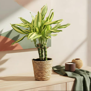 Livraison plante Dracaena fragrans Diamond Dream – Lot de 2 – Pot 17 cm