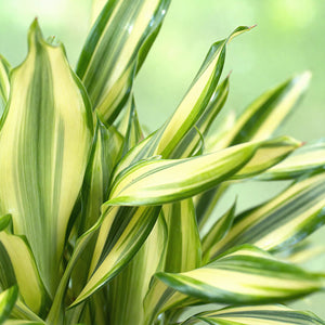 Livraison plante Dracaena fragrans Diamond Dream – Lot de 2 – Pot 17 cm