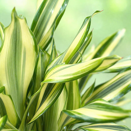 Livraison plante Dracaena fragrans Diamond Dream – Lot de 2 – Pot 17 cm