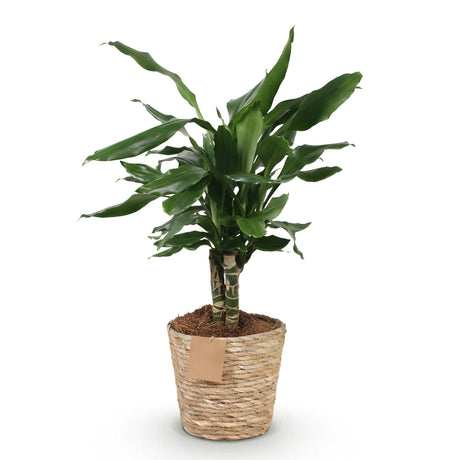 Livraison plante Dracaena fragrans et panier H50 cm