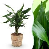Livraison plante Dracaena fragrans et panier H50 cm