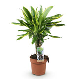 Livraison plante Dracaena fragrans Golden Coast